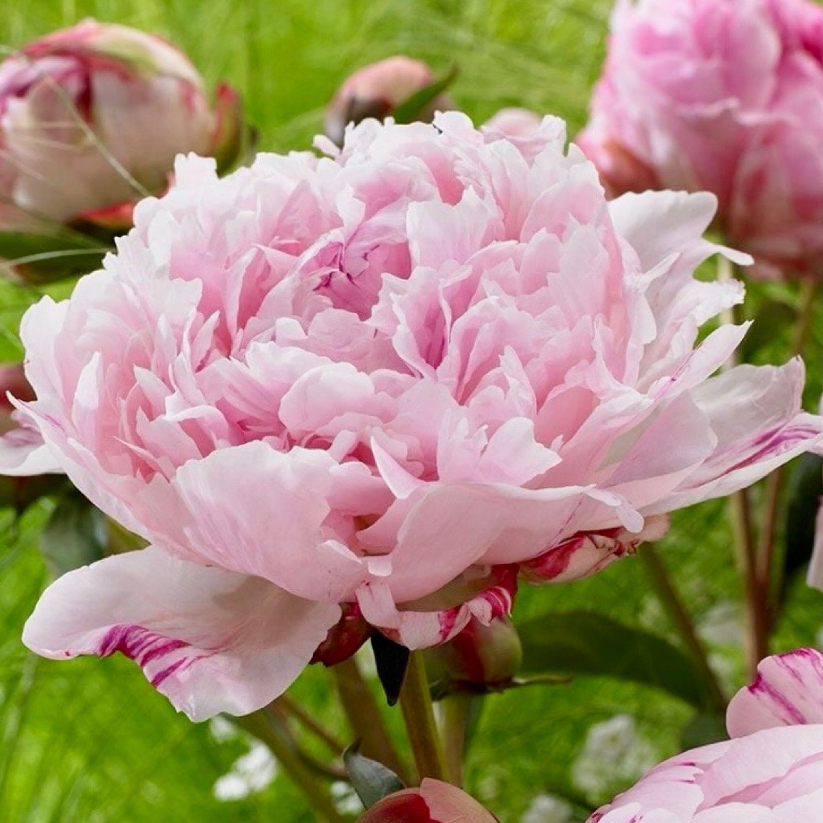 Sarah Bernhardt Peony (2 gallon)